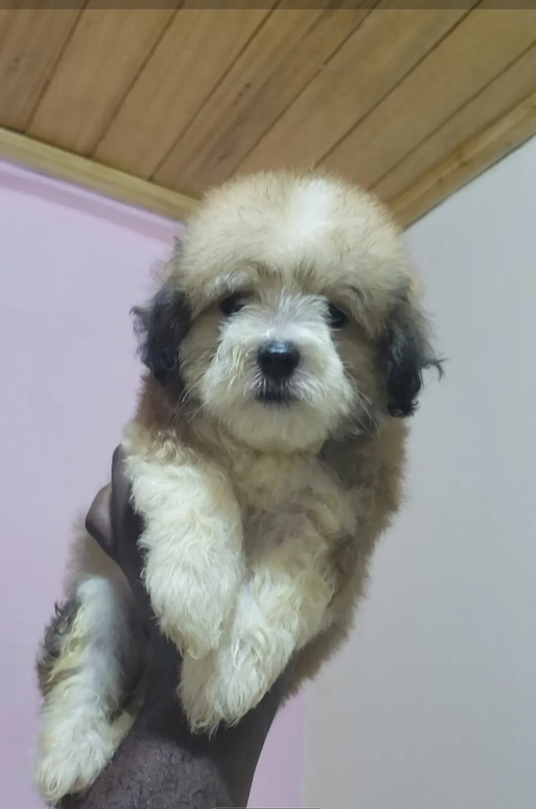 Main Photo - Marketplace | De Magnifiques Petits Chiots Adorables, Ancien Aéroport, Douala, Cameroon | Pets & Animals  > Other supplies