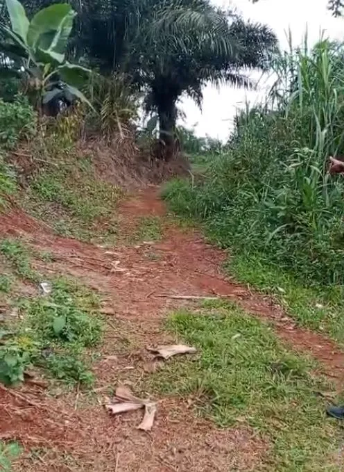 Main Photo - Real Estate | Land For Sale | Prime Land For Sale: Buea Town 🏔️, Buea Town, Buea, Cameroon