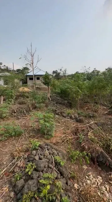 Main Photo - Real Estate | Land For Sale | Land For Sale – Mile 4, Mile 4, Limbé, Cameroon