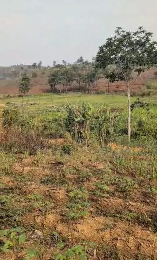 Main Photo - Real Estate | Land For Sale | Land For Sale – Asongka, Mankon (Bamenda Ii) 📍, ASONGKA, MANKON, Bamenda, Cameroon