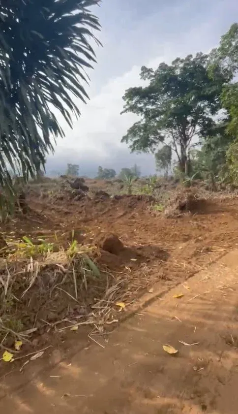 Main Photo - Real Estate | Land For Sale | Prime Opportunity: Land For Sale In Bokova 🌟, Bokova, Buea, Cameroon