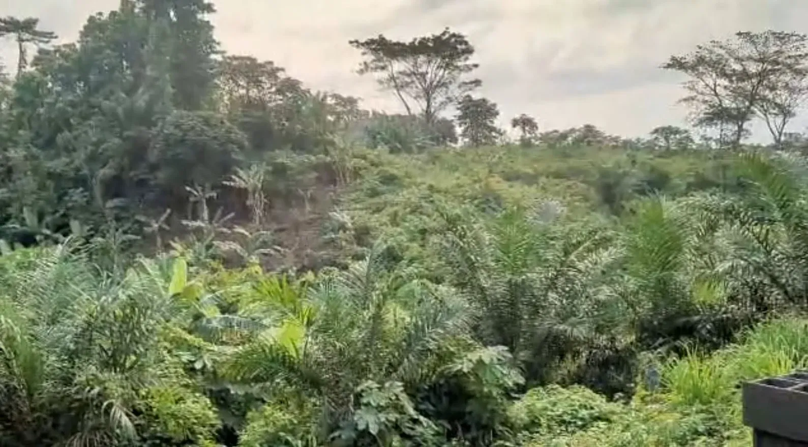 Main Photo - Real Estate | Land For Sale | Urgent Land For Sale – Limbe🔥🔥, Behind Omnisport Stadium, Limbé, Cameroon