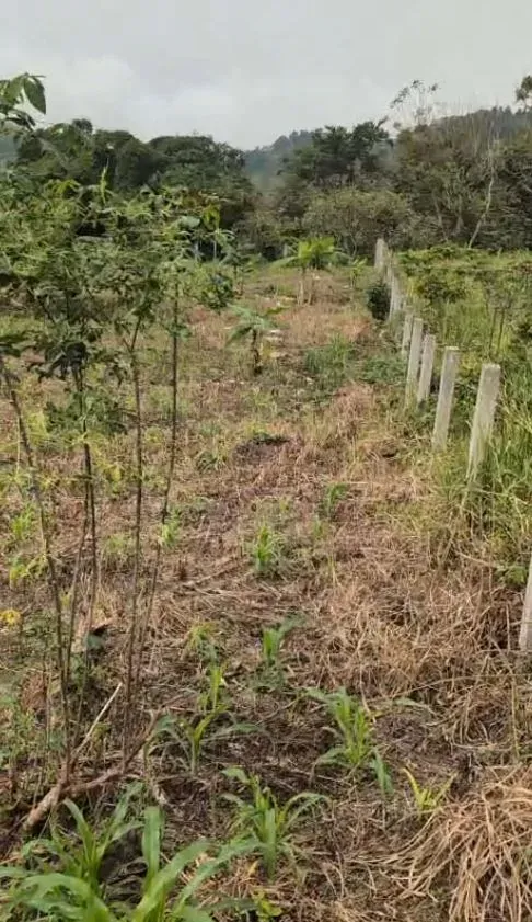 Main Photo - Real Estate | Land For Sale | Land For Sale – Bojongo Layout 🌴🏡, Bojongo Layout, Buea, Cameroon